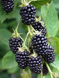 The marion blackberry or marionberry was cultivated in marion county, oregon. Marionberry Plant Ison S Nursery Vineyard