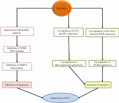 Found in fish such as salmon) are associated with lower risk. Melatonin And Urological Cancers A New Therapeutic Approach Cancer Cell International Full Text