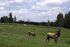 Location information to populate the table, please select the following options in order of state, county, and grid id. Rangeland An Overview Sciencedirect Topics
