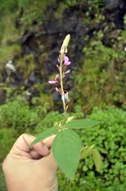 Image result for Desmodium intortum