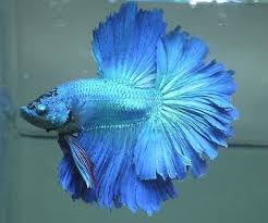Live Tropical Fish Blue Dragon Rosetail W Dragon Eyes Halfmoon Betta A7 Betta Halfmoon Betta Betta Fish