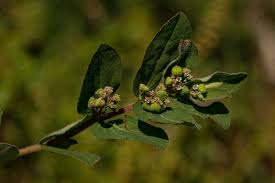 Image result for Euphorbia indica