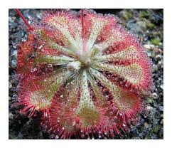 Image result for Drosera dielsiana