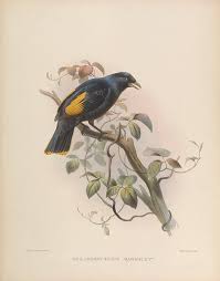 Animal Bird Of Paradise Drawing A Monograph Of The Paradiseidae Or Birds Of Paradise Elliot Daniel Giraud 1835 1915 Bird Prints Animal Drawings Birds Of Paradise
