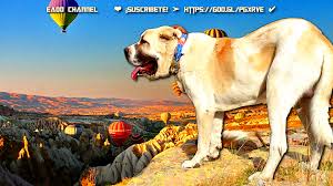 Aksaray Malaklisi Perro Gigante De Aksaray En Anatolia Central Animals Dogs Youtube