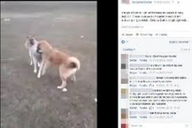 Kopek Dovusleri Duzenleyip Sosyal Medyada Yayinliyorlar Bursada Bugun Bursa Bursa Haber Bursa Haberi Bursa Haberleri Bursa