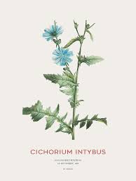 Image result for Cichorium intybus