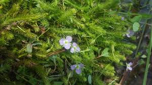 Image result for Mayaca baumii