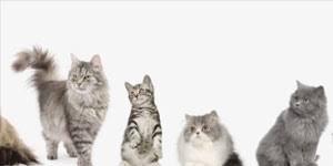 Mito Mix Adult Cat Tavuklu Ve Renkli Taneli Yetiskin Kedi Mamasi Temizmama Com