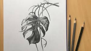 How To Draw A Leaf With Pencil Monstera Leaf Drawing Foliage Pencil Sketch Youtube This outlines the top of the triangular cheese wedge. how to draw a leaf with pencil monstera leaf drawing foliage pencil sketch