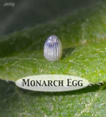 The Top Third Of A Monarch Egg Will Turn Dark Shortly Before The Baby Caterpillar Hatche Monarch Butterfly Garden Raising Monarch Butterflies Butterfly Habitat