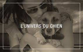 L Univers Du Chien