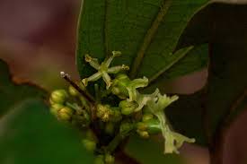 Image result for Celtis mildbraedii