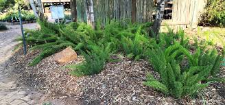 Image result for Asparagus natalensis