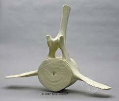 humpback whale vertebra and intervertebral discs ko 255 whale humpback whale whale tattoos