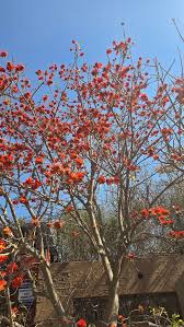 Image result for Erianthemum virescens