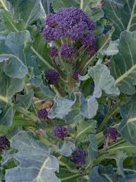 How to plant broccoli seeds in garden. What Is Purple Sprouting Broccoli Purple Sprouting Broccoli Growing