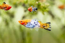 25 Small Aquarium Fish for Your Freshwater Tank