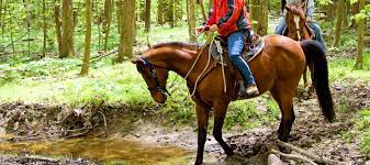 Maybe you would like to learn more about one of these? Horseback Riding Tulsa Ok