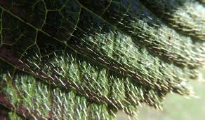 Image result for Alepidea amatymbica