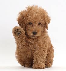 Golden Doodle With A Curly Light Beige Coat Raising One Of Its Front Paws Cutest Dogs Sitting On White Surface Cute Dogs Images Cute Dogs Labradoodle