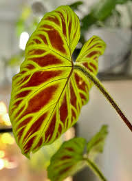 Image result for Viscum verrucosum