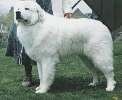 Black And White Great Pyrenees Great Pyrenees Dog Breed Information And Pictures In 2020 Great Pyrenees Dog Great Pyrenees Dog Breeds