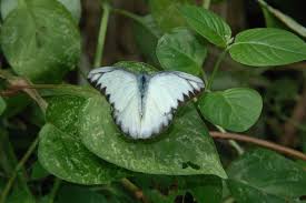 Daun rama rama atau nama saintifiknya mariposa christia vespertillorisberasal dari rantau asia dan ia boleh membesar sehingga mencapai ketinggian 1 5 hingga 2 kaki dalam masa empat bulan bermula. Butterfly At Kl Taman Rama Rama Mapio Net
