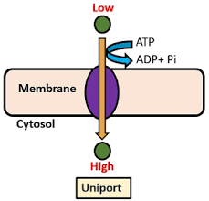 Difference Between Passive And Active Transport With