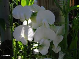 Unlike english peas, these have tender pods that can be eaten along with the. Gardening Granny S Gardening Pages Sweet Peas