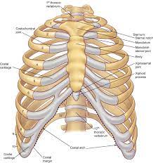 Ninja nerds!join us in this video where we show the sternum and rib articulation anatomy through the use of a model. The Anatomy Of The Ribs And The Sternum And Their Relationship To Chest Wall Structure And Function Sciencedirect