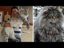The largest wild cats – Top 10 | DinoAnimals