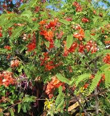 Image result for Sesbania tetraptera