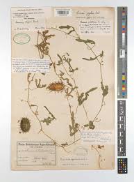 Image result for Cucumis zeyheri