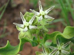 Image result for Asclepias grandirandii