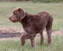 Pudelpointer puppies for sale texas. What Is An English Labradoodle A Complete Guide Labradoodle Home