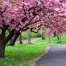 This is a free landscape wallpaper in jpg format and without any watermark. Beautiful Wallpaper Spring Nature