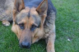 As such it thrives on mental stimulation, and with strong leadership will demonstrate obedience and an eagerness to learn. German Shepherd Itching Constantly 9 Crazy Quick Solutions Shepherd Sense