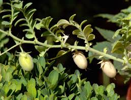An insect that transmits a disease is known there are several other fungi that attack living plants and cause disease, and also produce edible parts. Chickpea Gram Pea Diseases And Pests Description Uses Propagation