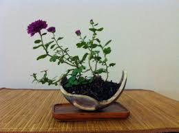 They look beautiful, they fit in your house, they. Purple Mum Planted In Small Broken Pot Planting Mums Plants Ikebana