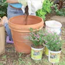 They also need a container with drainage holes to keep them safe from overwatering. Soil Saving Trick For Deep Pots Do Mother Earth A Solid And Save Some Soil Plastic Bottles Permaculture Gardening Organic Gardening Tips Container Gardening