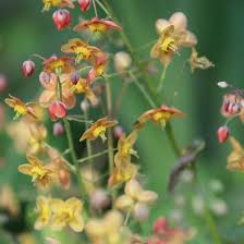 Petra Pelz On Instagram Epimedium X Warleyense Die Zarte Elfenblume In Orange Elfenblume Fruhbluher Bodendecker Zart Orange Epimedi Plants Grapes Fruit