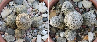 And they're use to clean dirty dishes and dirty water. A Small Collection 2015 And Beyond Page 32 Cactiguide Com