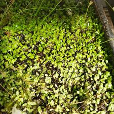 Image result for Utricularia sp.no.1