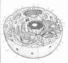 Animal Cell Worksheet Answers Unique Distinguish Identity Of Cell From Diagram Or Micrograph Animal Cell Drawing Animal Cells Worksheet Animal Cell