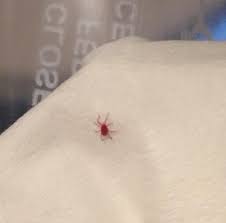 Savesave red bug complete plans set for later. Tiny Red Bug Found On Bed Balaustium Bugguide Net