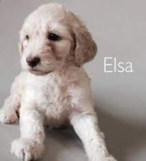 Mom is a goldendoodle and dad is a standard poodle. 14 Labradoodle Puppy Elsa Ideas Labradoodle Puppy Labradoodle Puppies