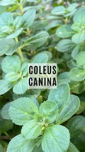 Image result for Coleus caninus