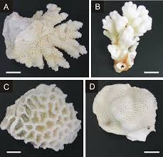 Image result for Sclerocroton