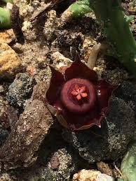 Image result for Duvalia polita